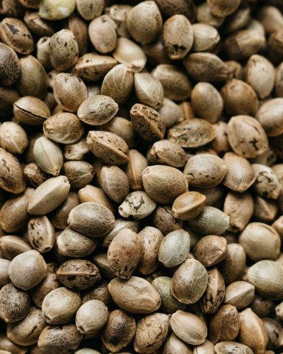 Graines de Chanvre Complètes – Riches en Nutriments Naturels