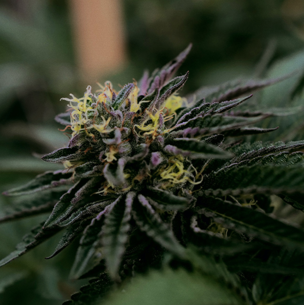 fleurs CBD