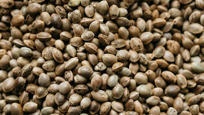 graine de chanvre sommeil