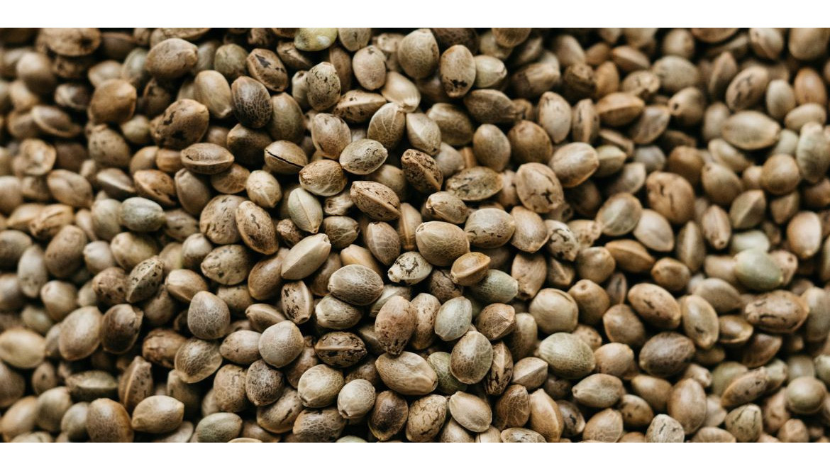 Graines de chanvre et bienfaits dans l'alimentation