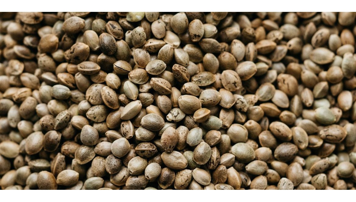 Graines de Chanvre et Bienfaits dans l'Alimentation